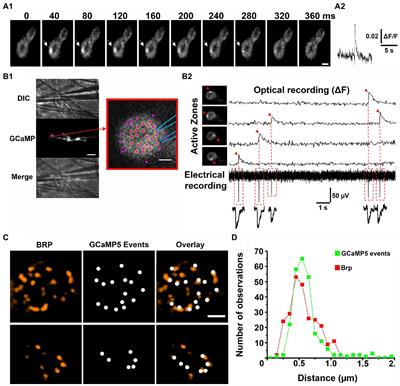 Probabilities of evoked and spontaneous synaptic transmission at individual active zones: Lessons from Drosophila